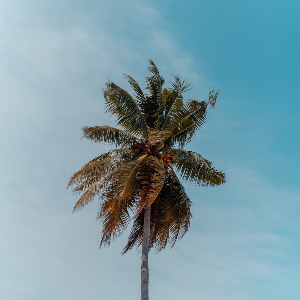 Meet your Posher, Sophia